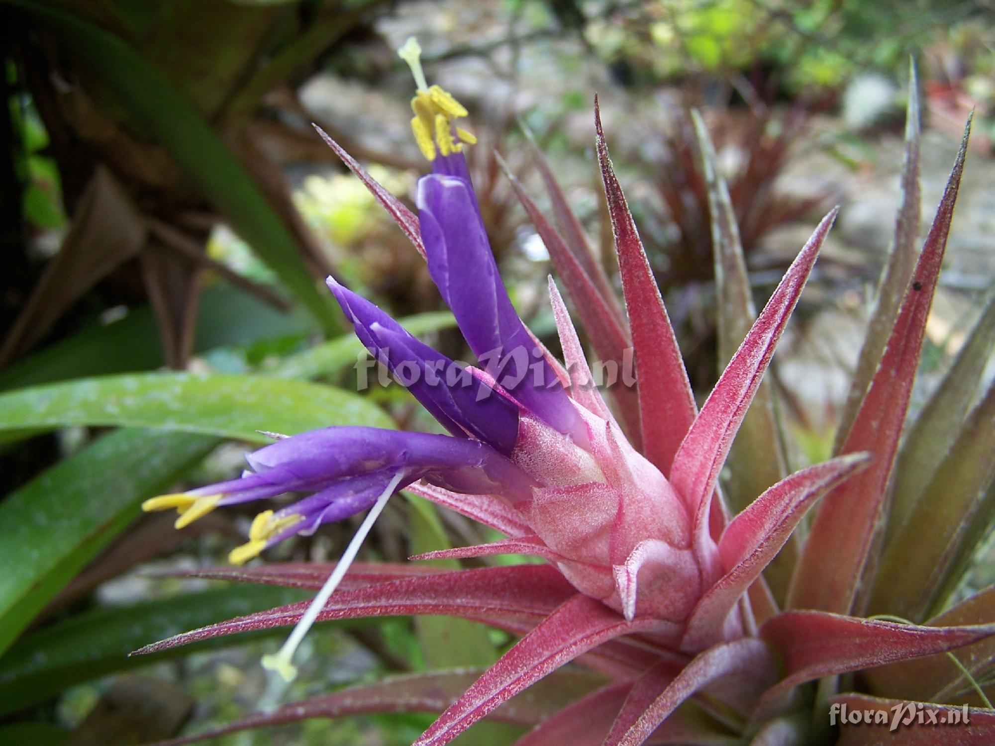 Tillandsia hondurensis