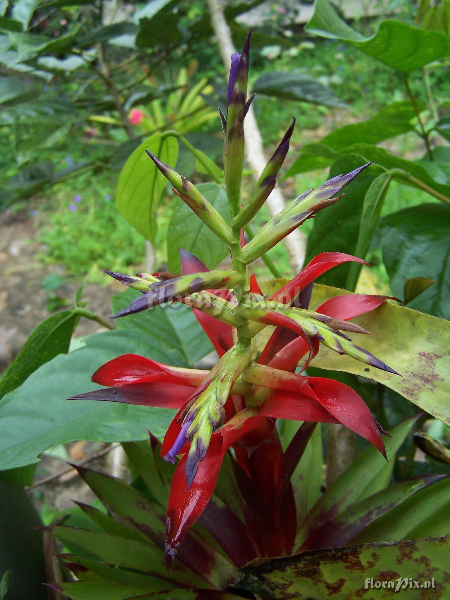 Tillandsia leiboldiana