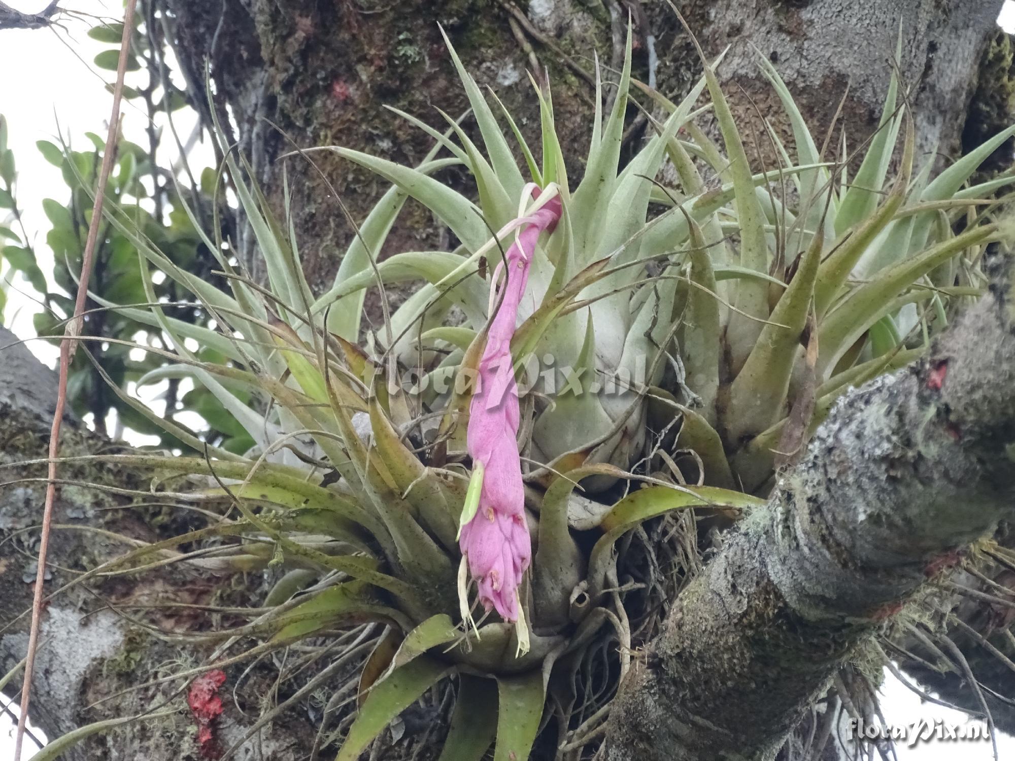 Tillandsia limonensis