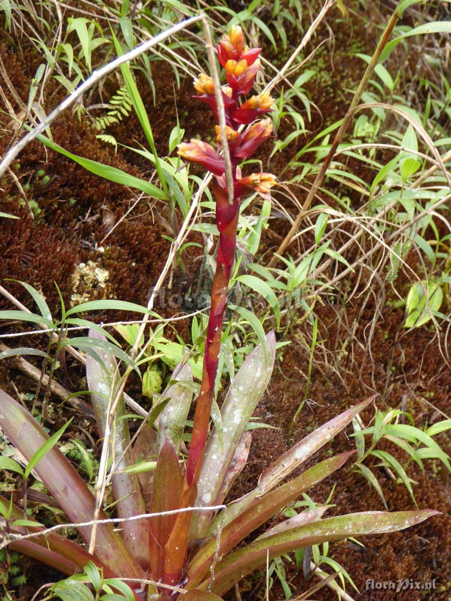 Guzmania sp?