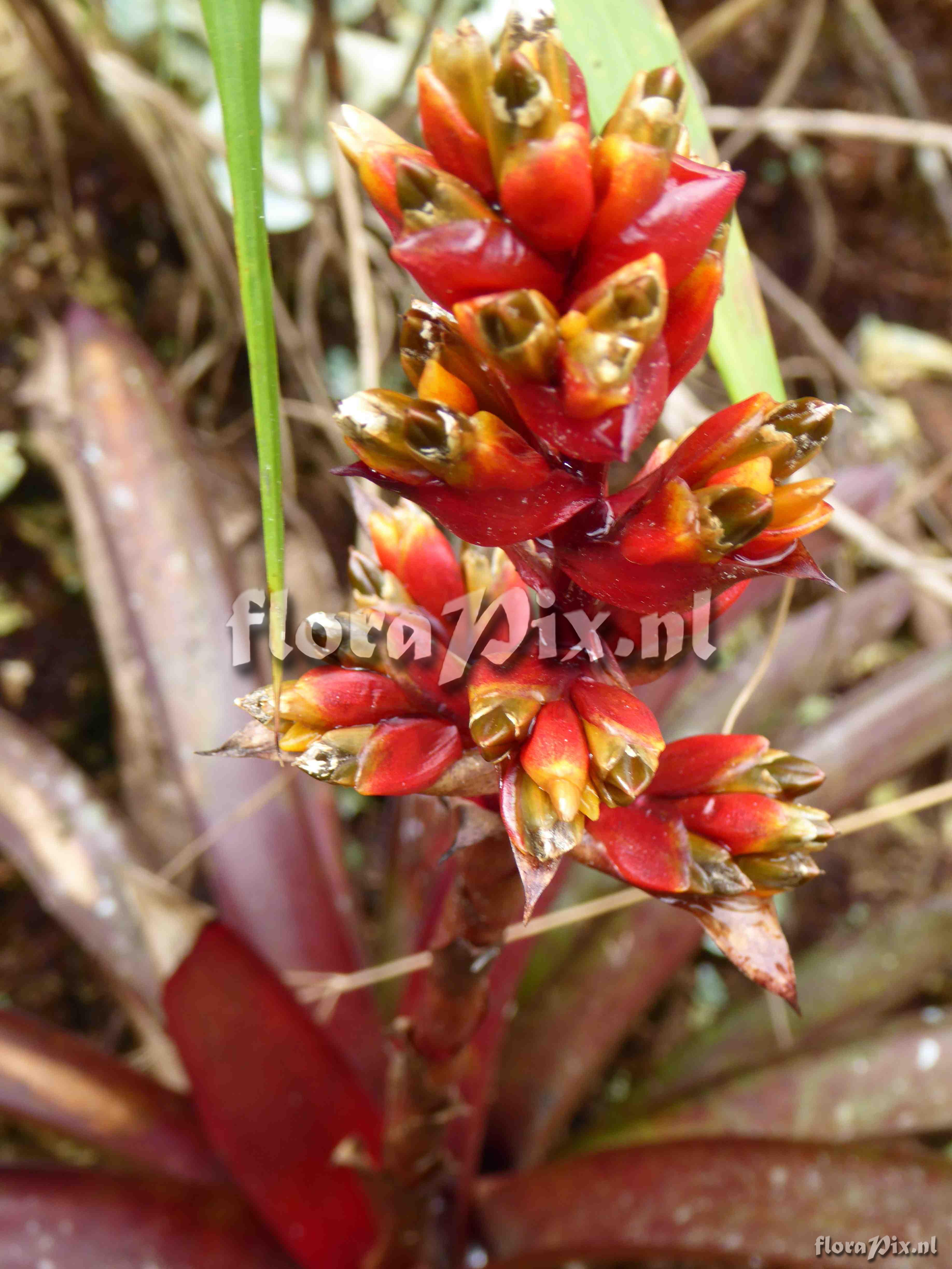 Guzmania sp?