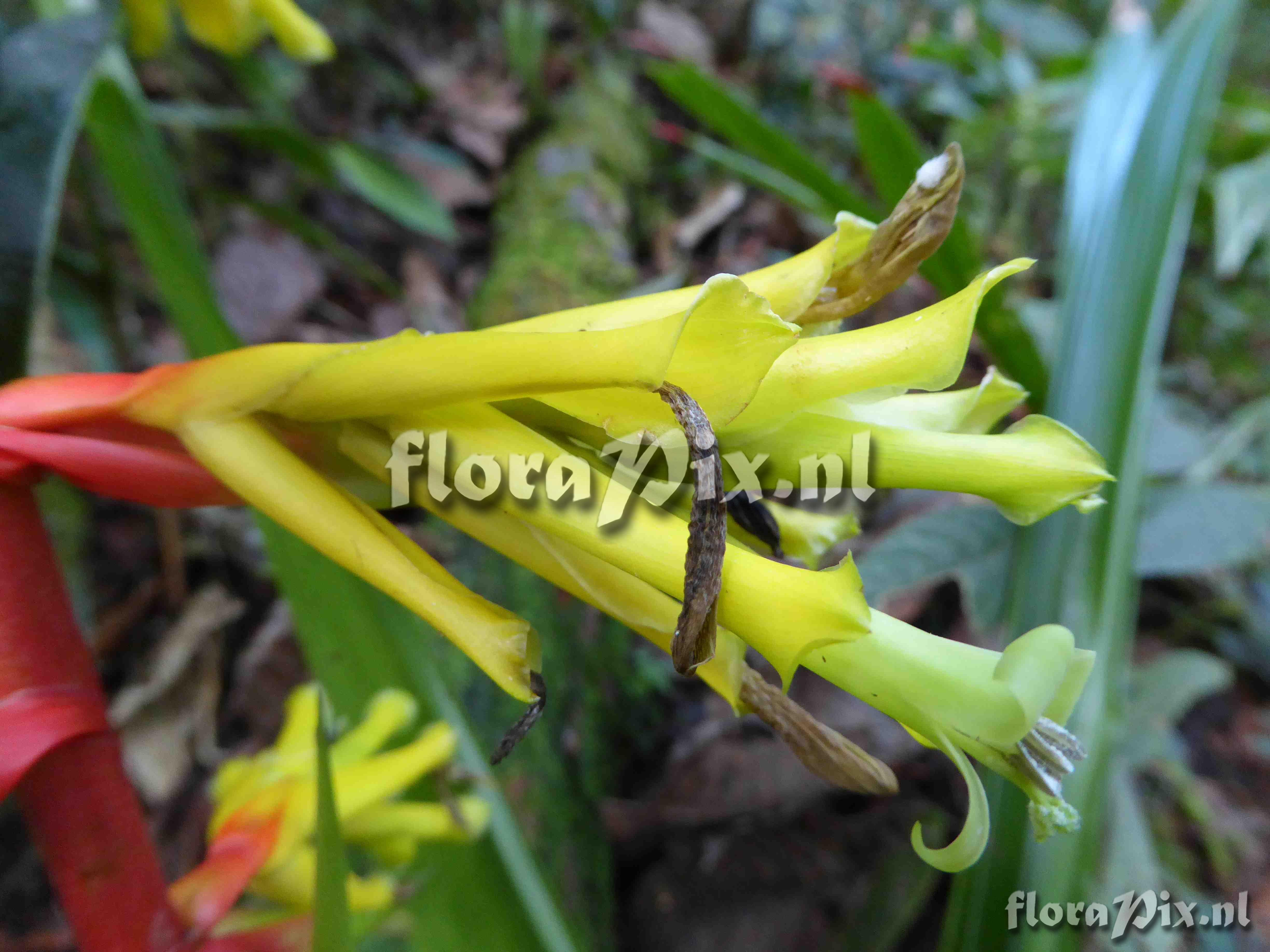 Guzmania xanthobractea