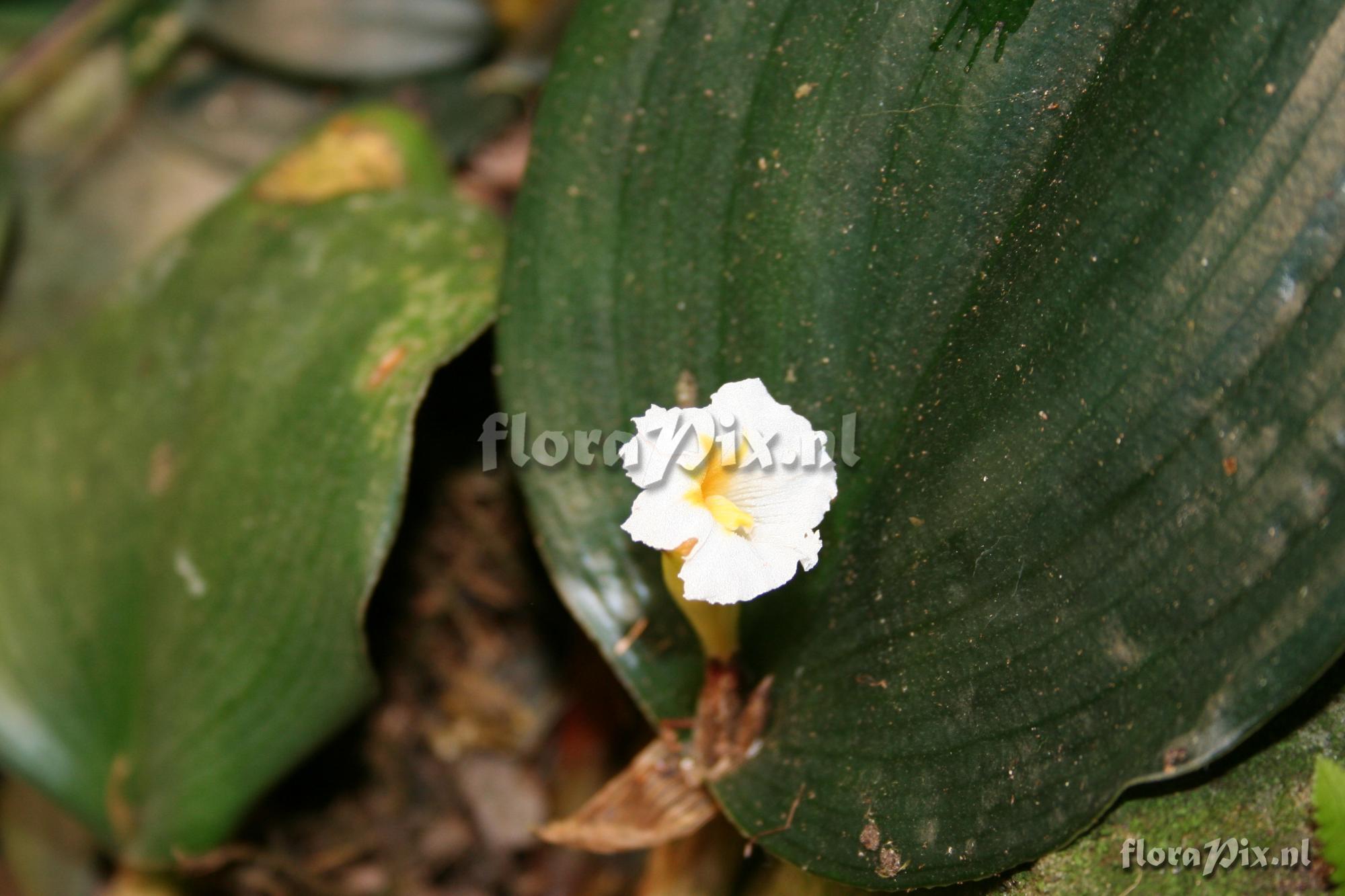 Costus englerianus