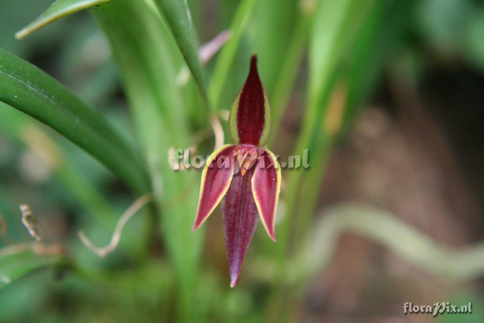 Pleurothallis allenii