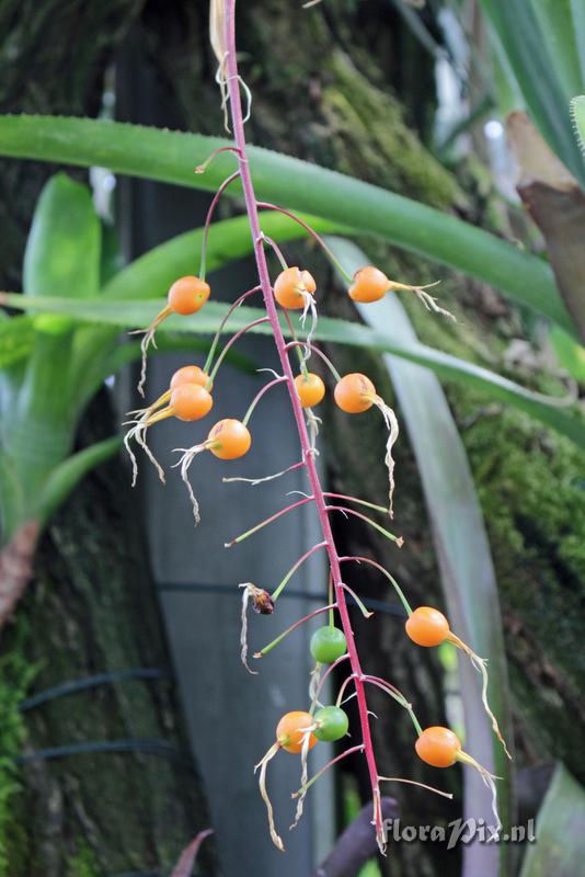 Billbergia viridiflora