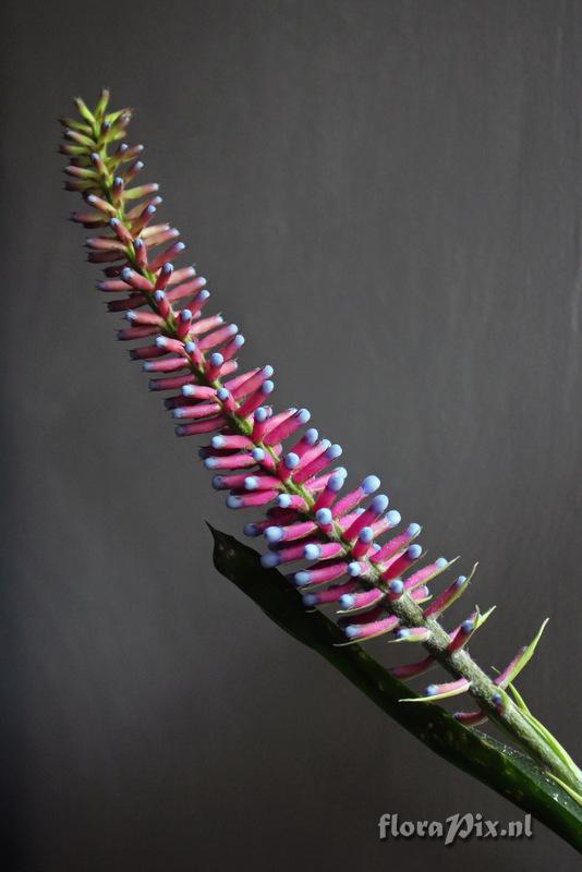 Aechmea gamosepala