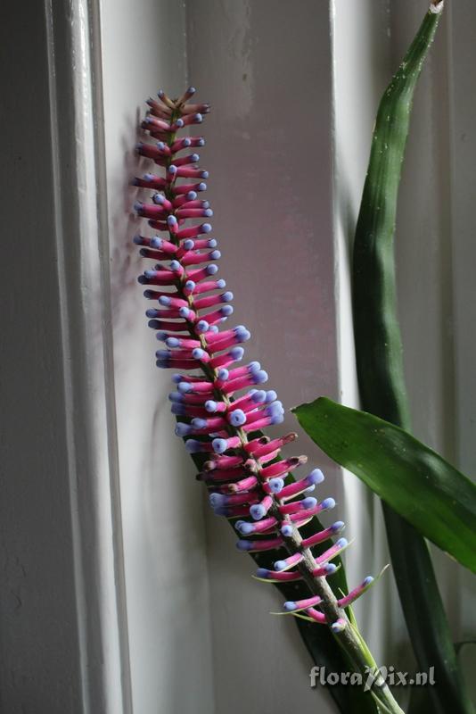 Aechmea gamosepala