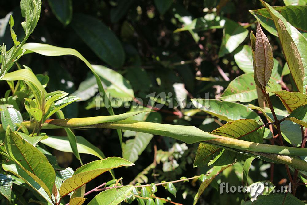 Pitcairnia fusca