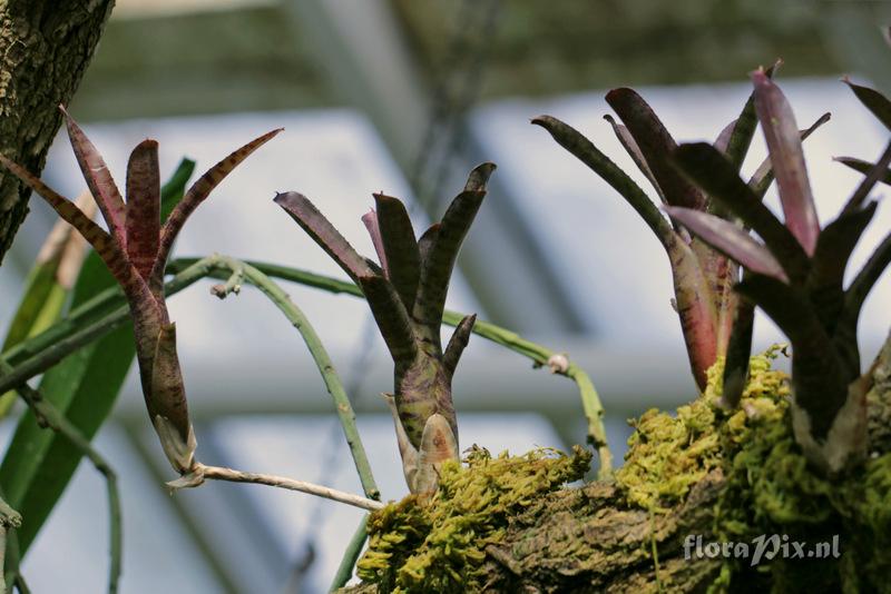 Neoregelia pauciflora