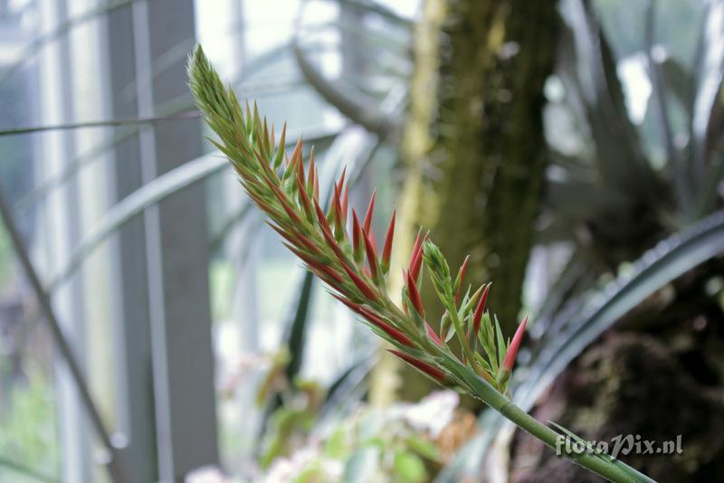 Pitcairnia flammea ver. roezlii