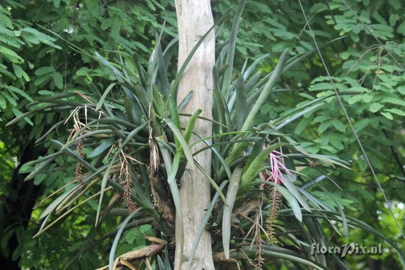 Aechmea nudicaulis