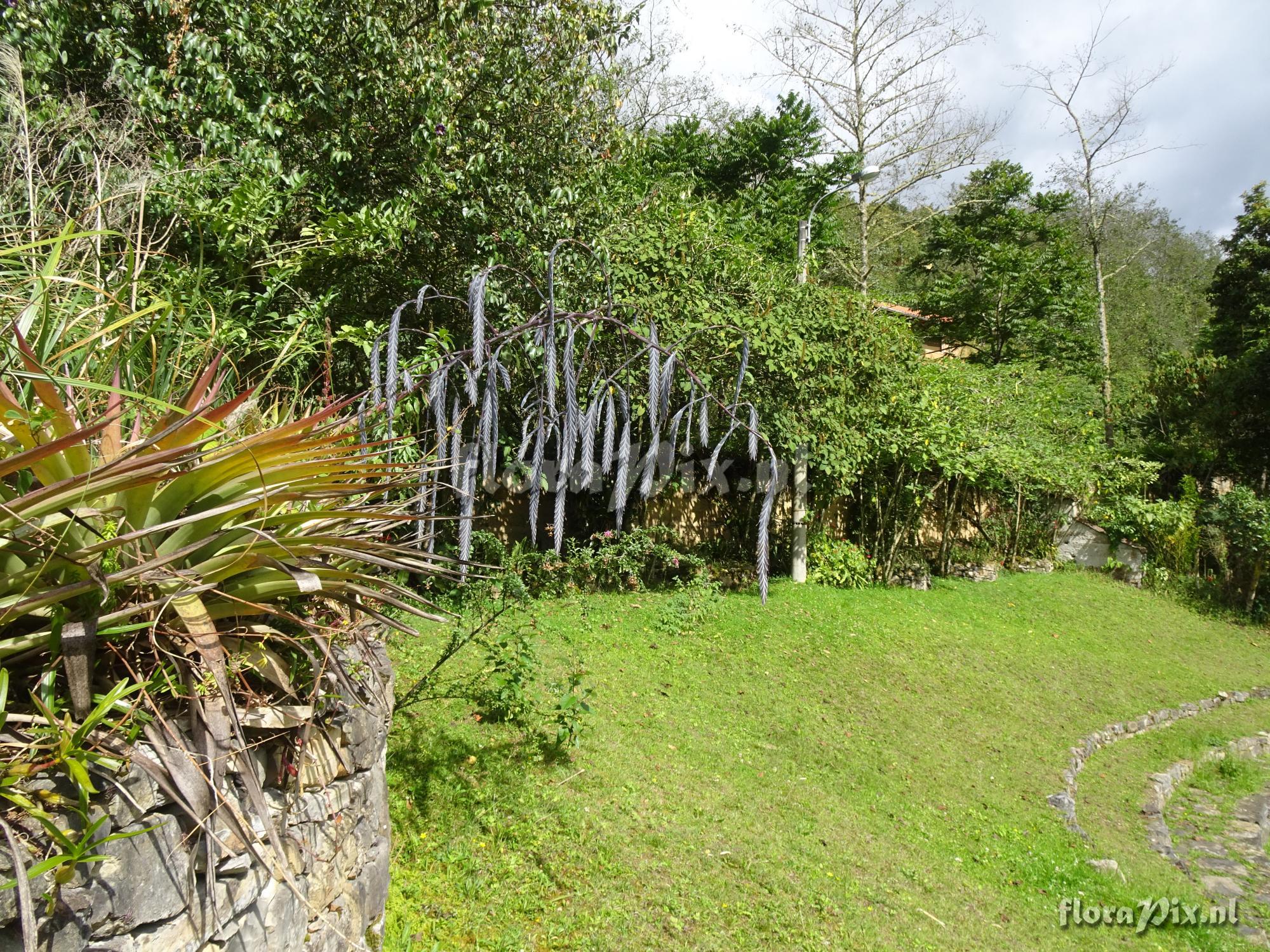 Tillandsia ferreyrae