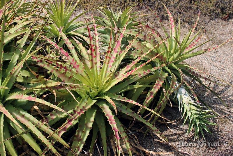 Hechtia glomerata