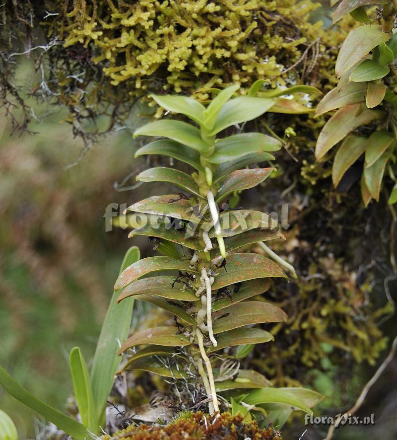 Angraecum costatum