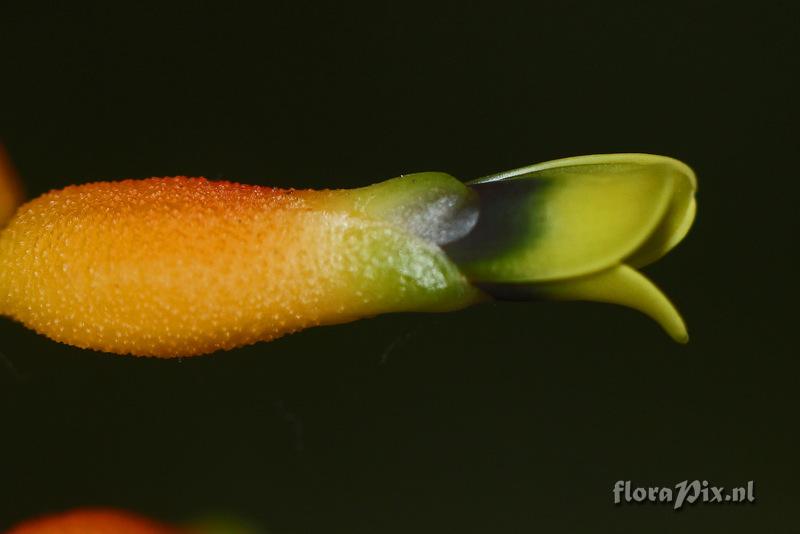 Aechmea racinae