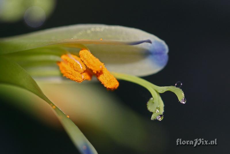 Billbergia distachya