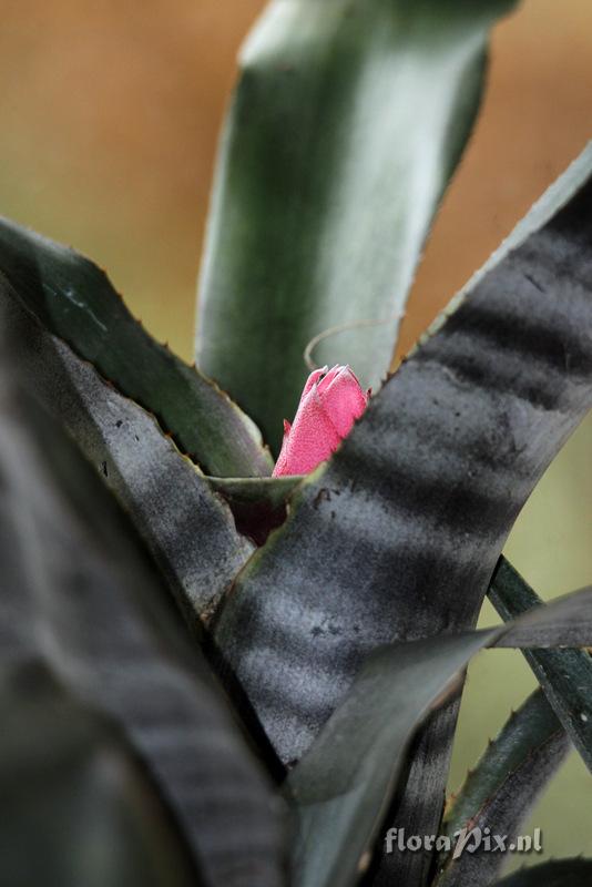 Billbergia euphemiae var. euphemiae