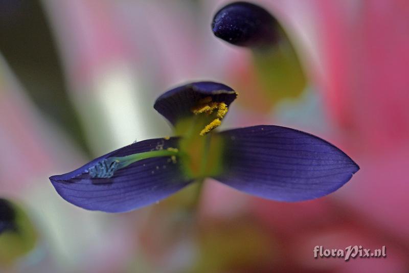 Billbergia euphemiae var. euphemiae