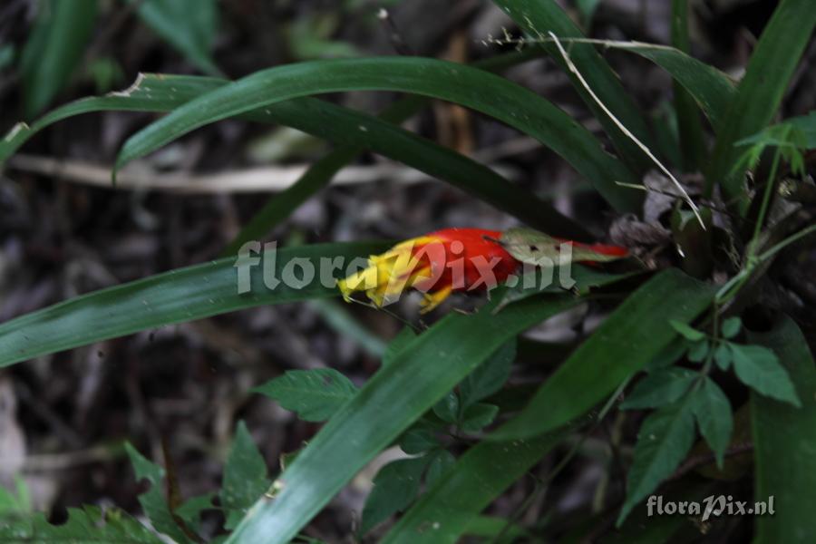 Guzmania nicaraguensis