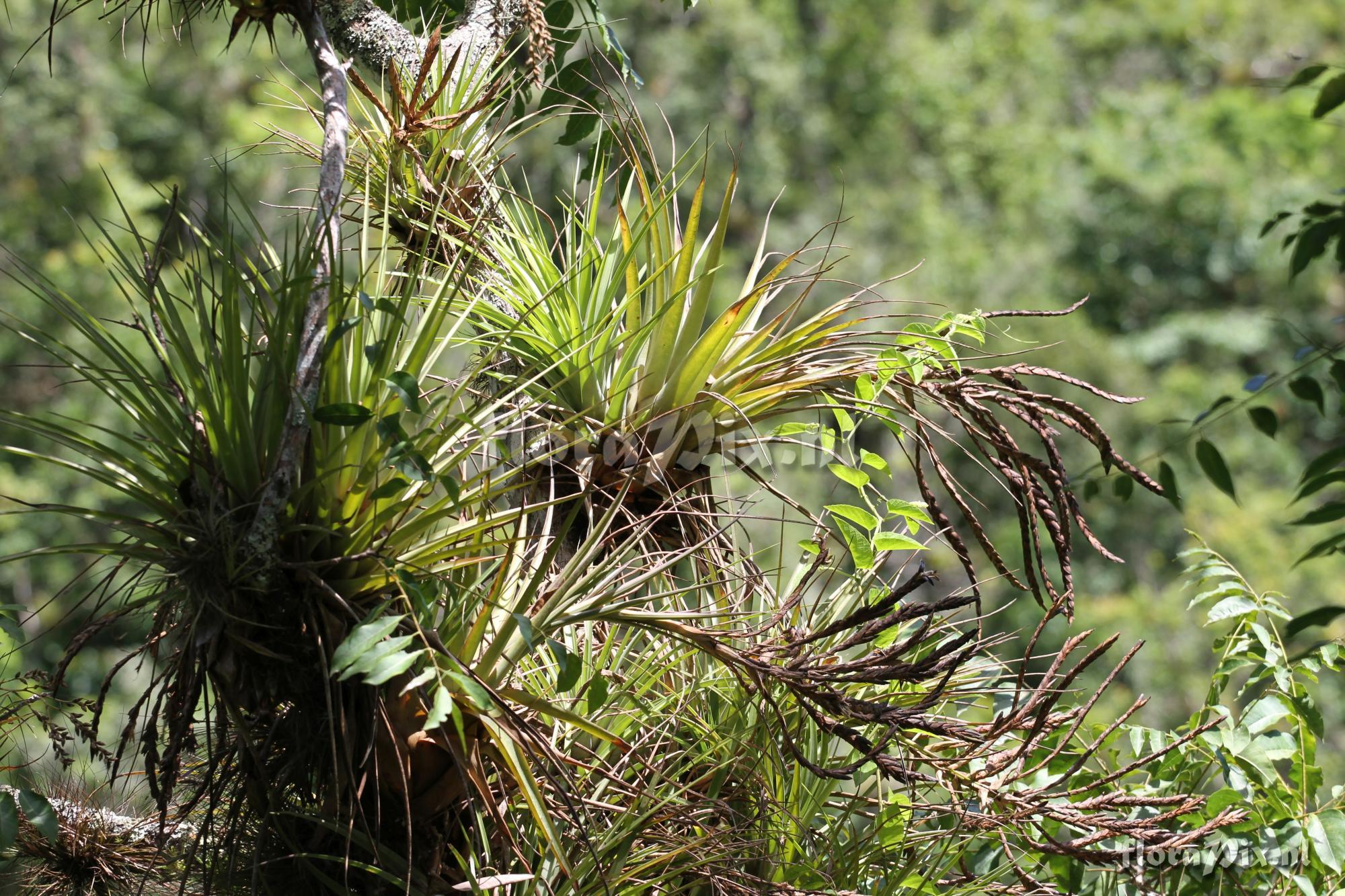 Tillandsia fasciculata