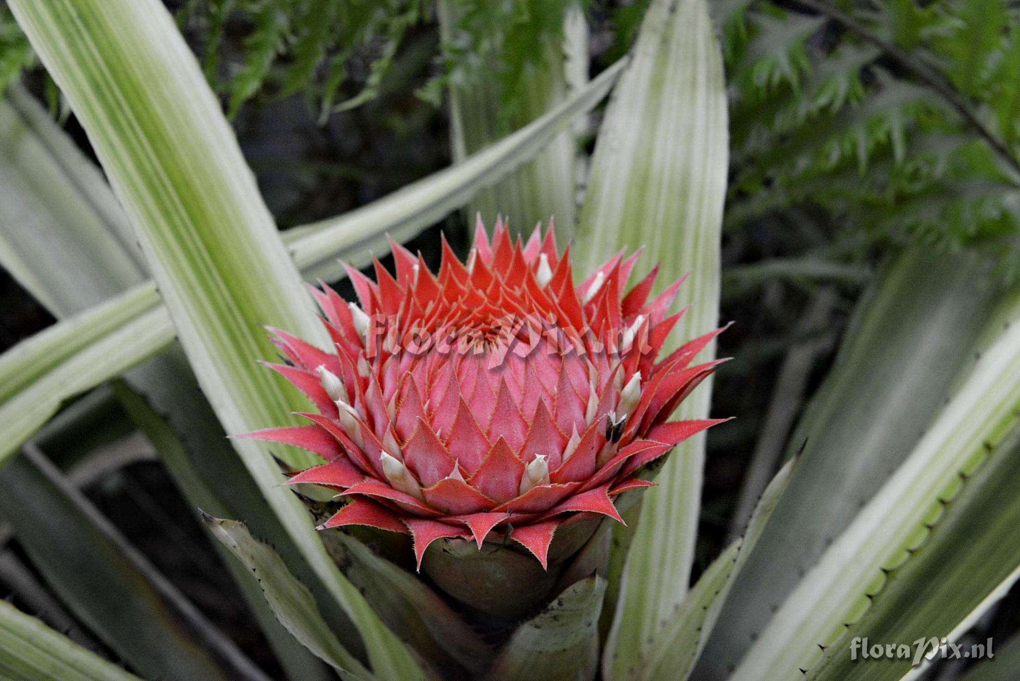 Aechmea saxicola cv. Meteor Shower