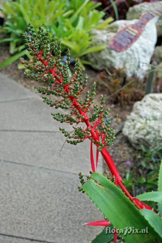 Aechmea bracteata