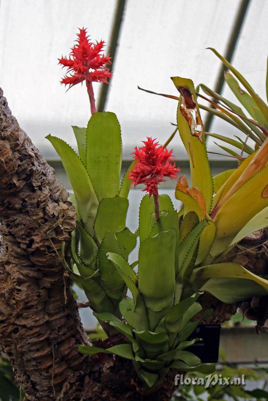 Aechmea flavorosea