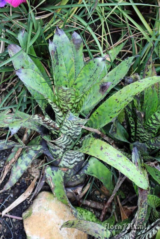 Aechmea orlandiana