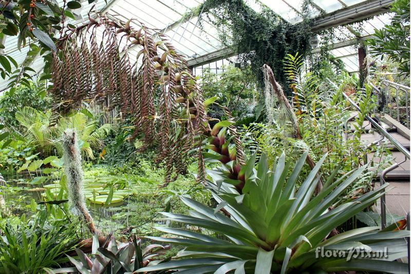 Alcantarea imperialis