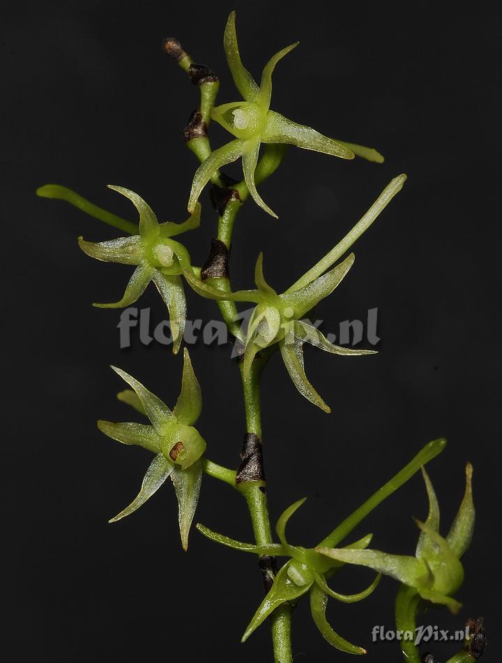 Angraecum calceolus