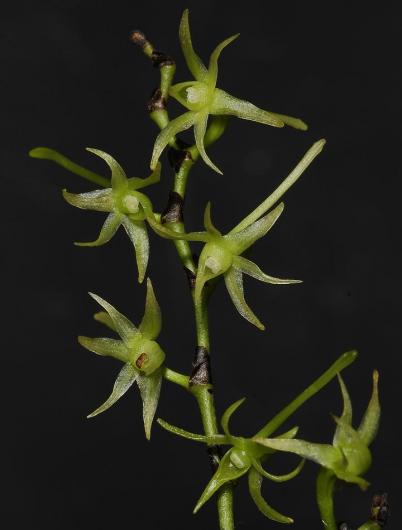 Angraecum calceolus