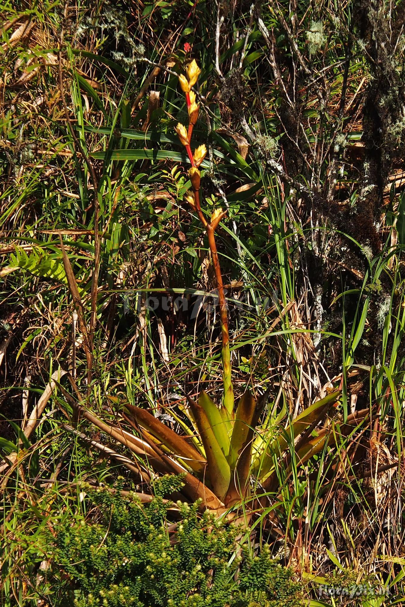 Guzmania altsonii ??