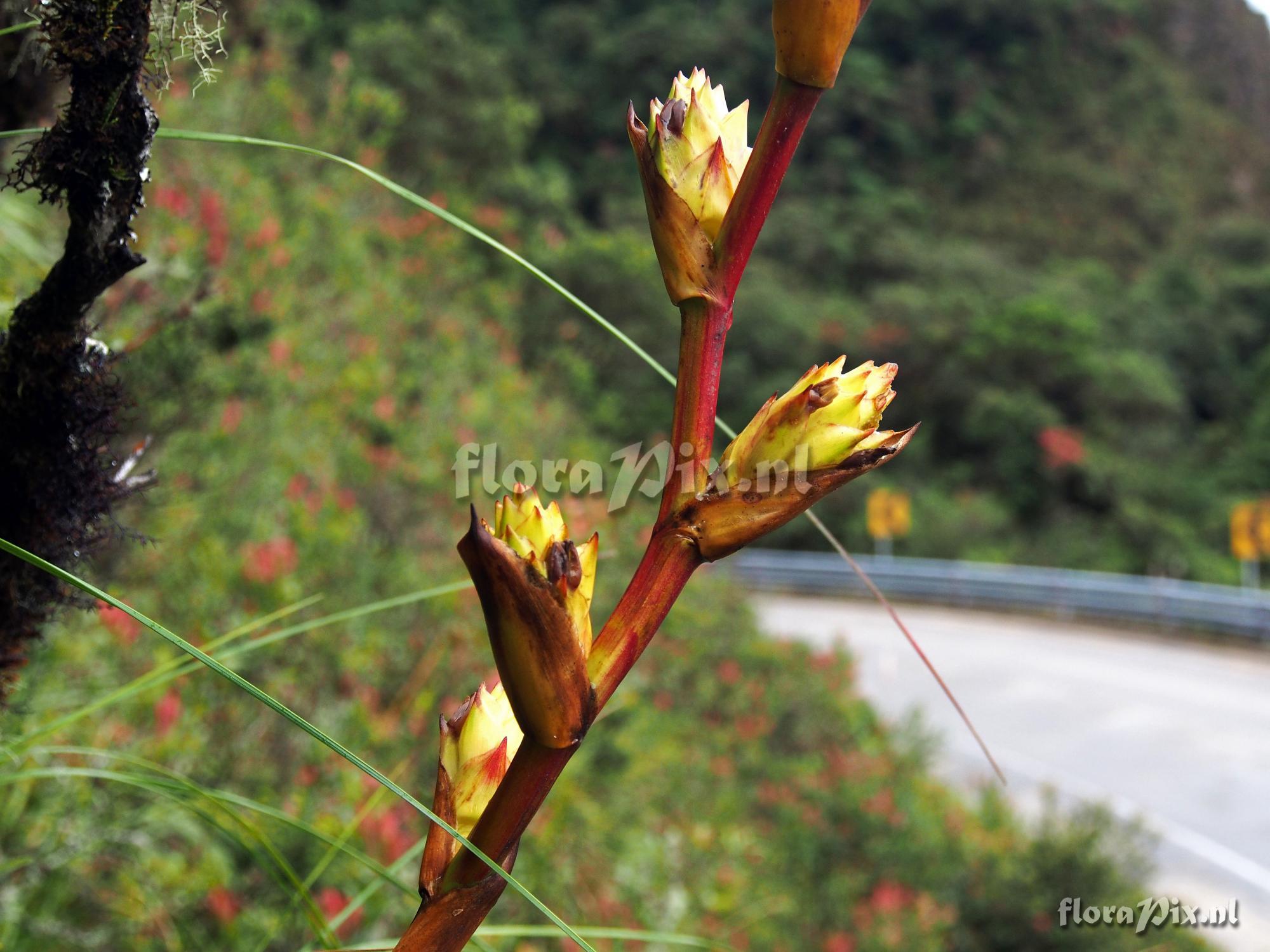 Guzmania altsonii ??