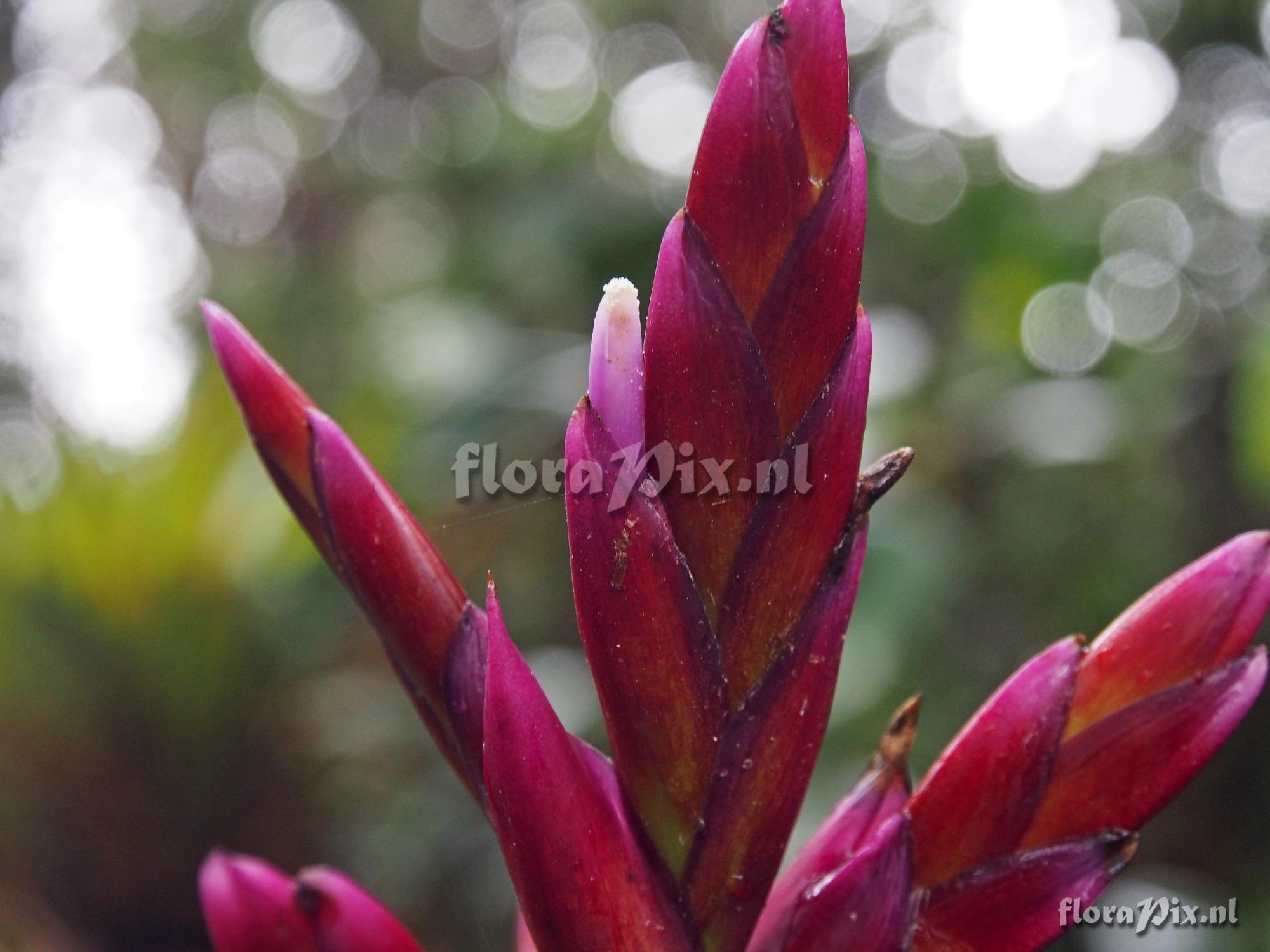 Tillandsia stenoura??