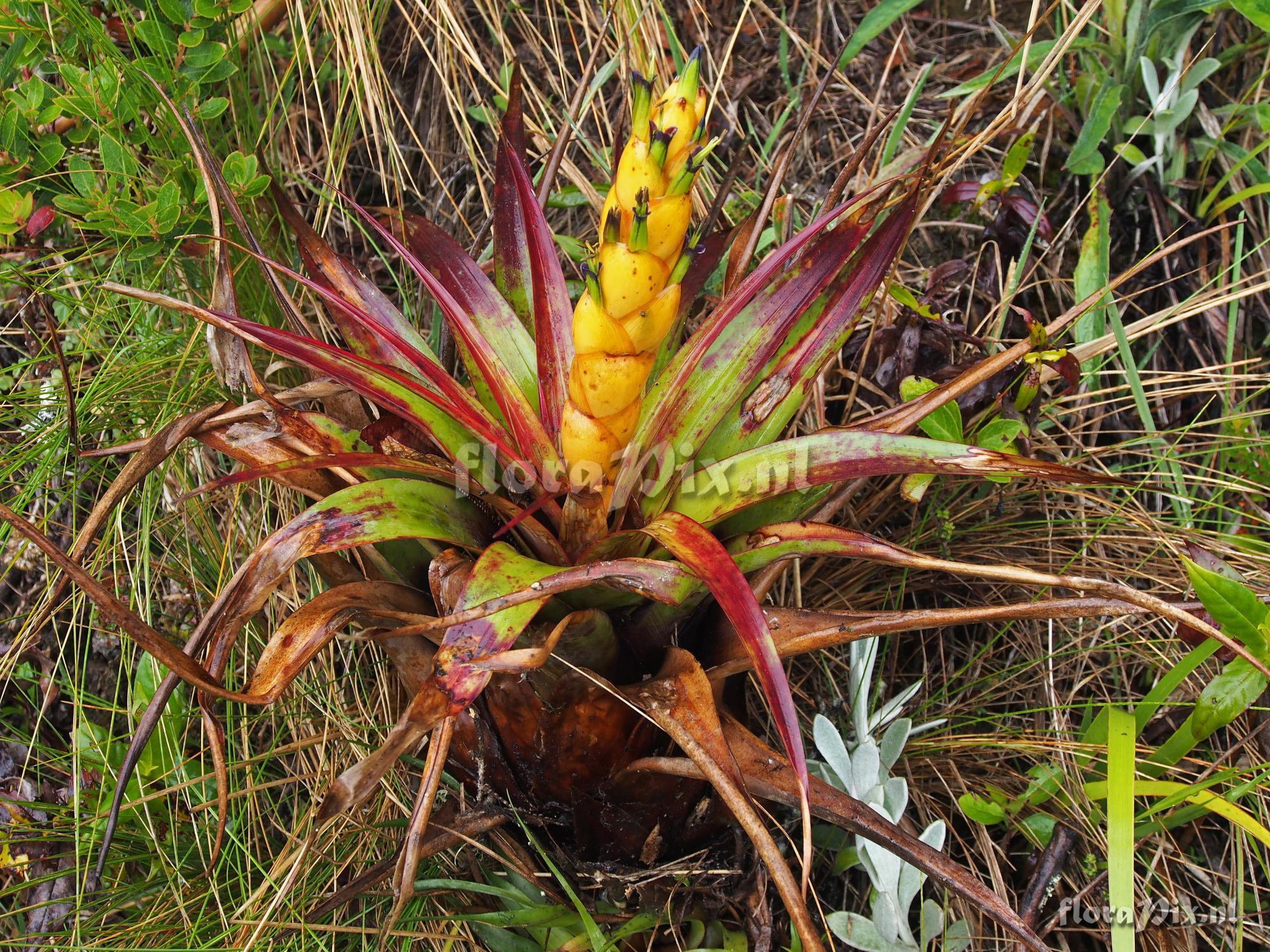 Tillandsia portillae