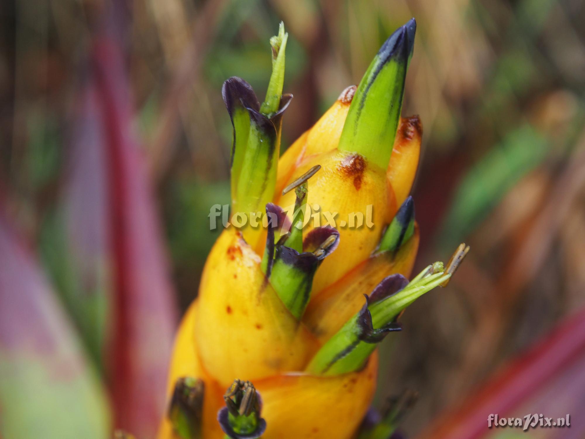 Tillandsia portillae