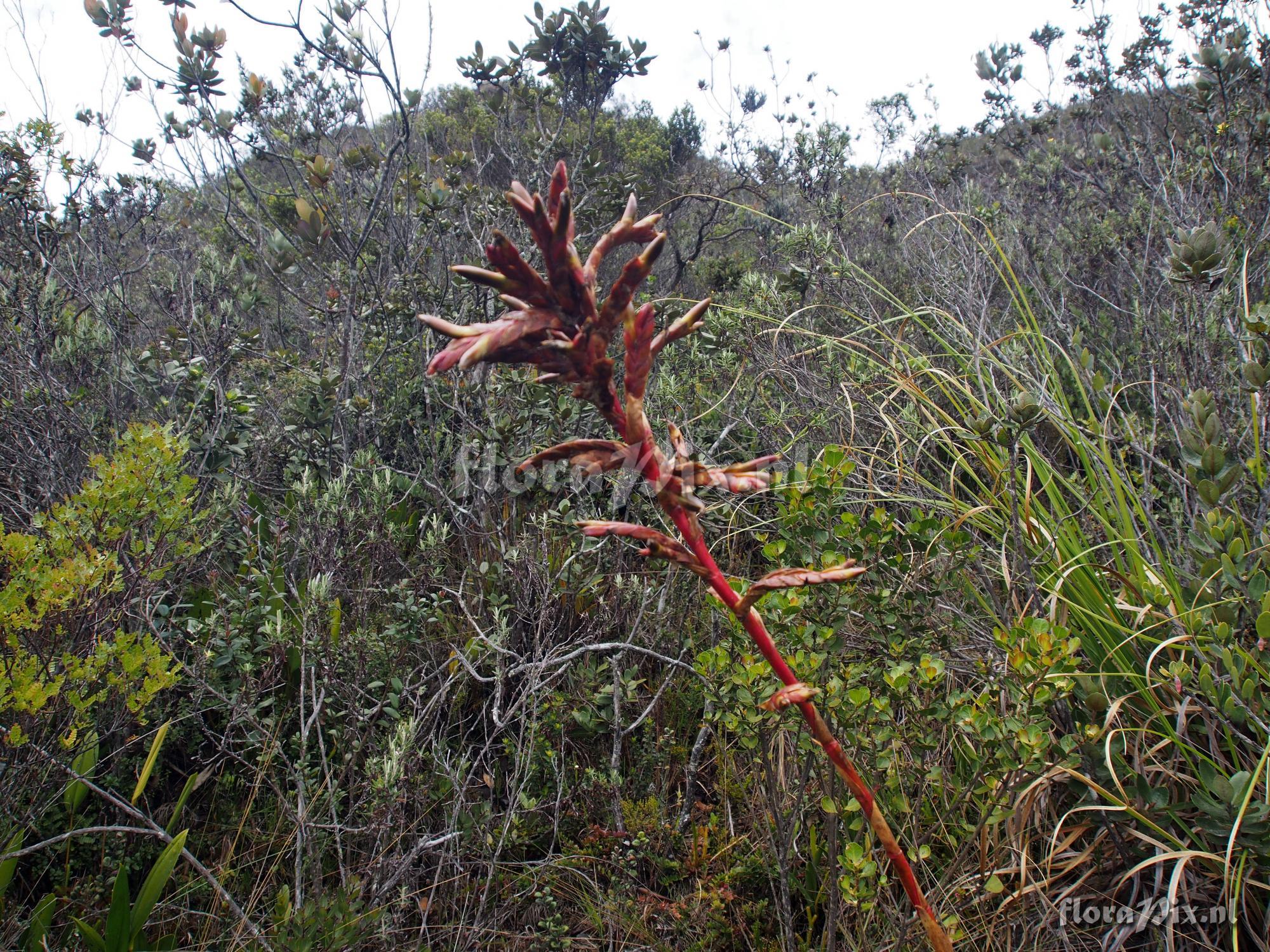 Tillandsia unknown3