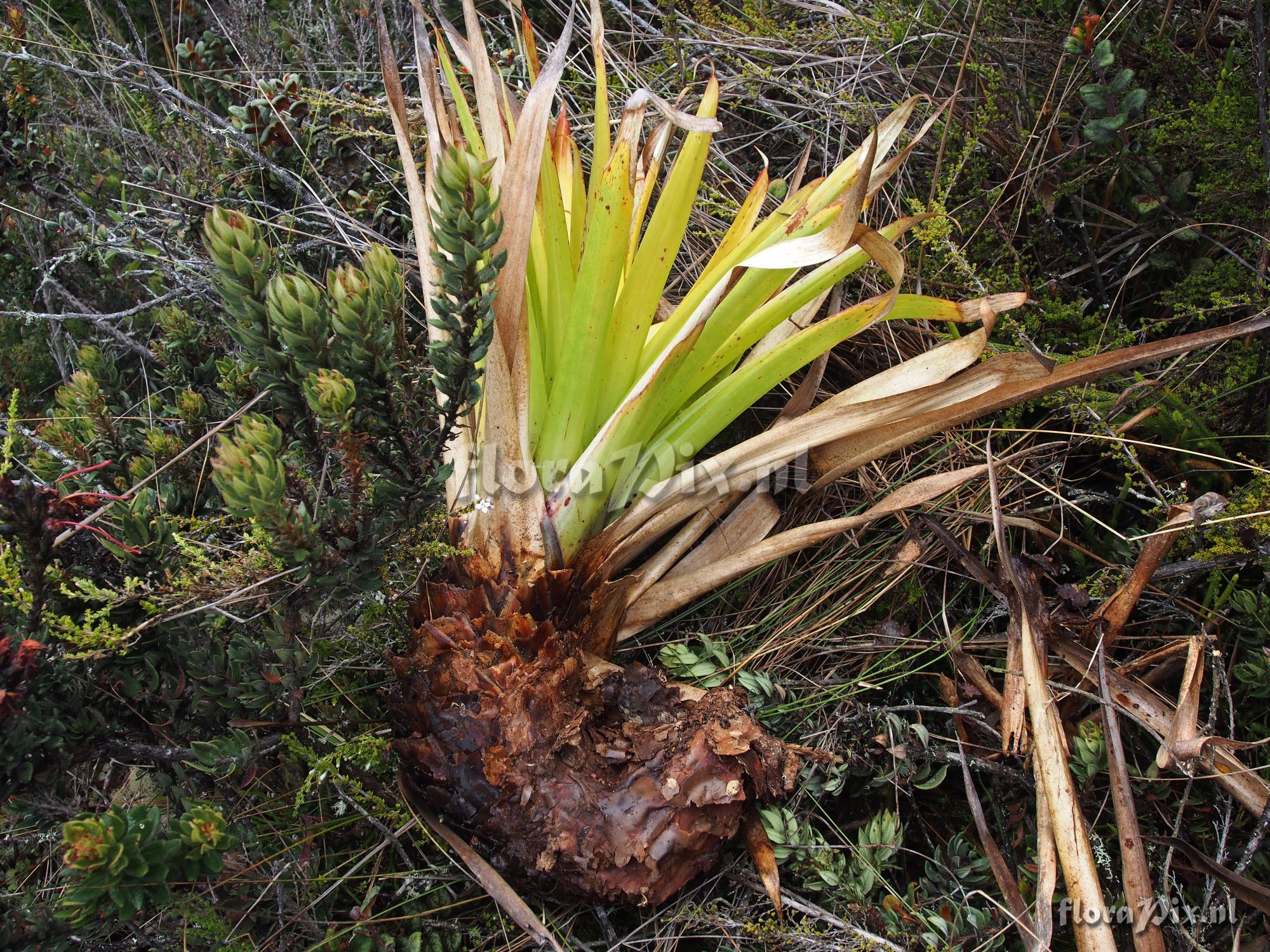 Tillandsia unknown3