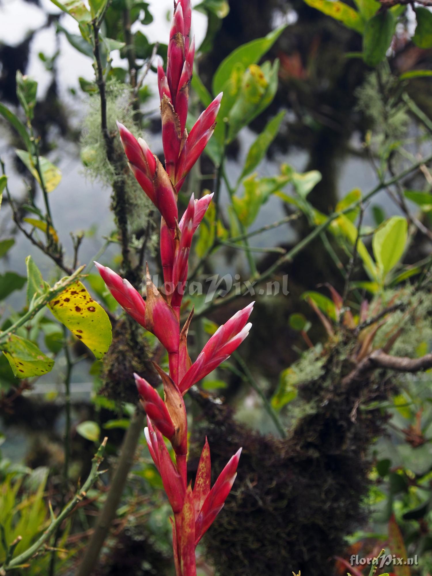 Tillandsia naundorffiae