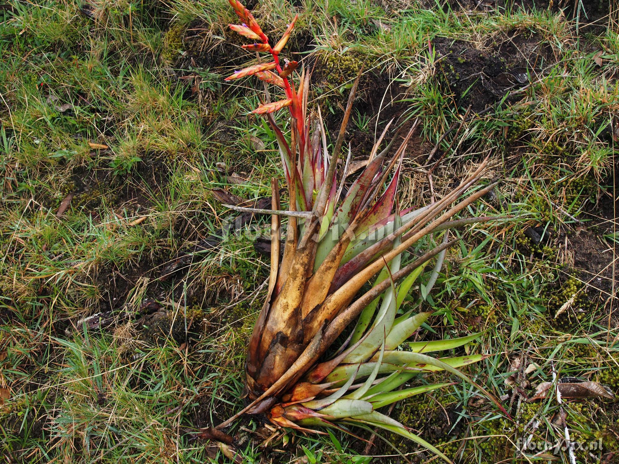 Tillandsia polyantha?