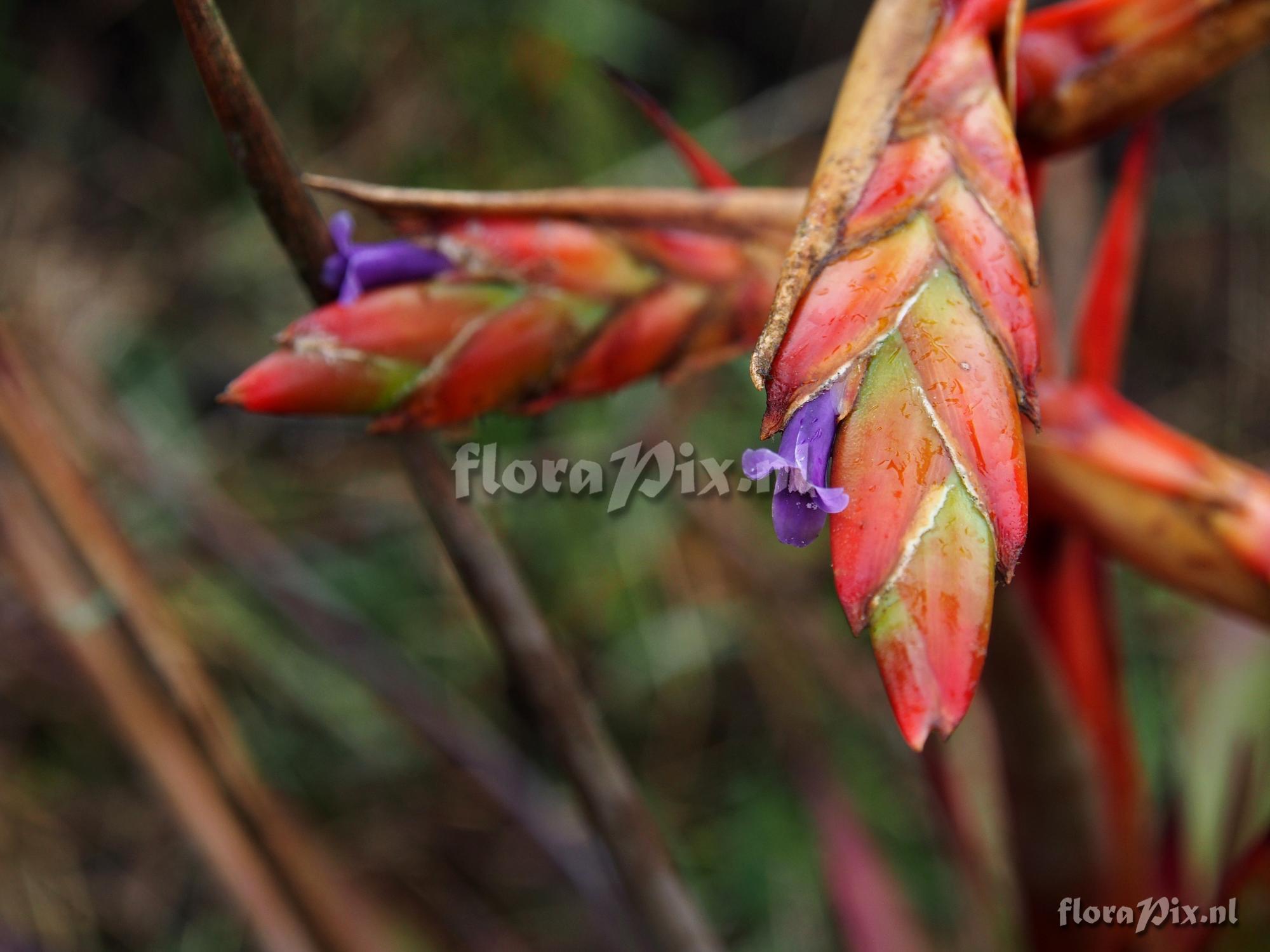 Tillandsia polyantha?