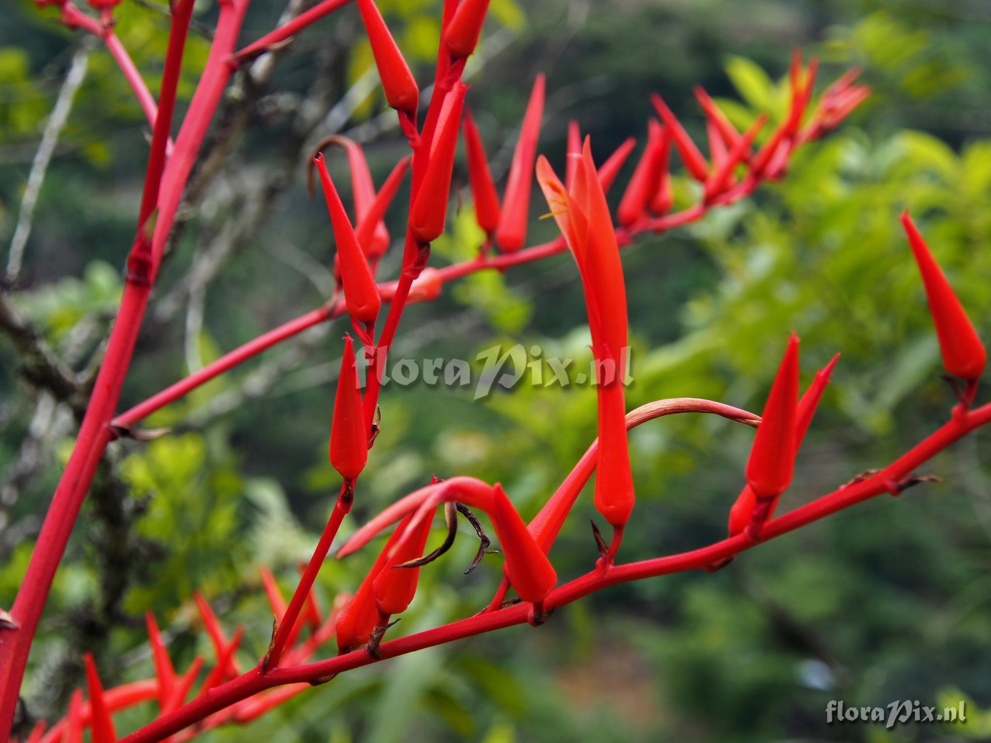 Pitcairnia poortmanii