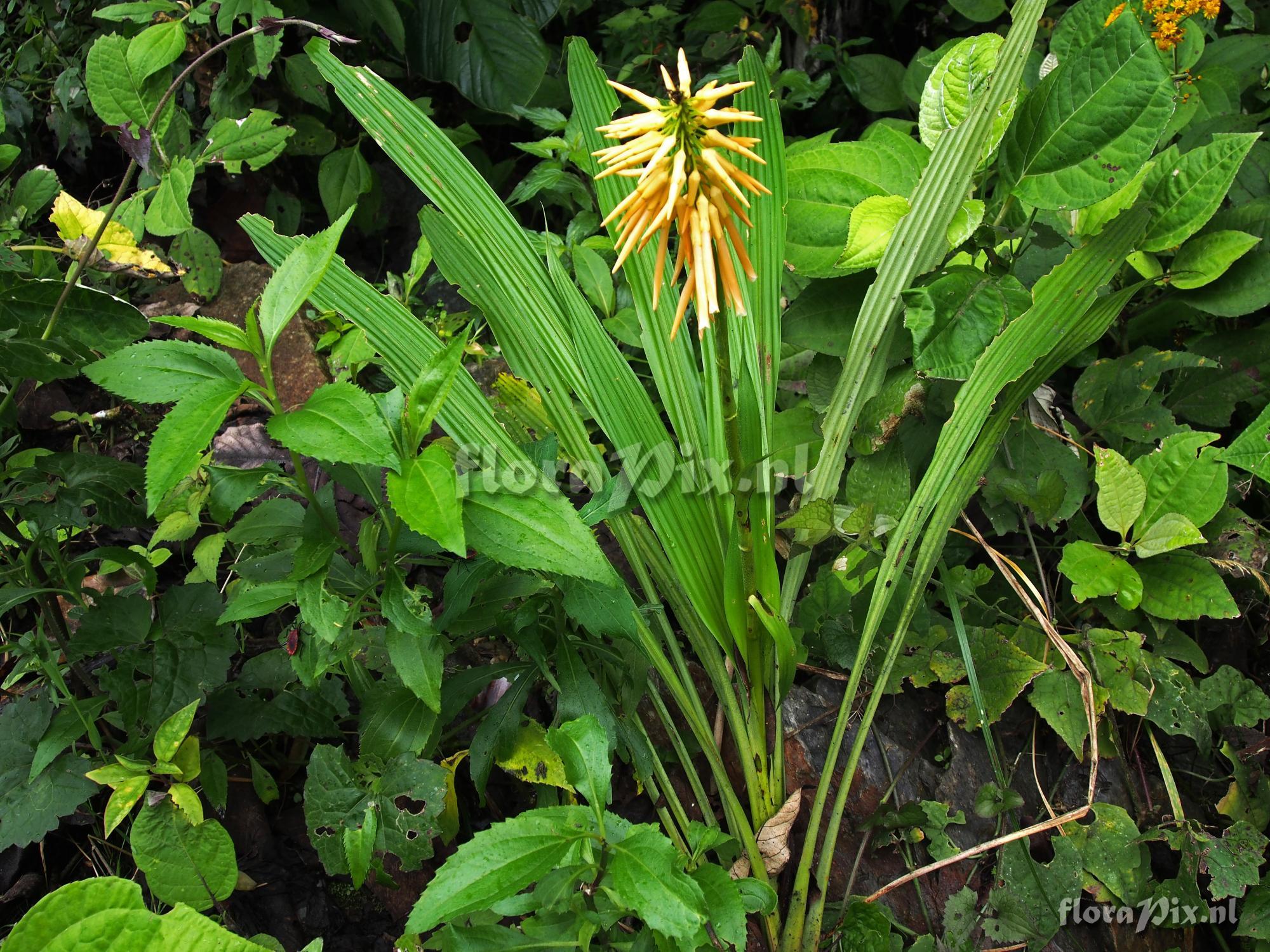 Pitcairnia reflexiflora