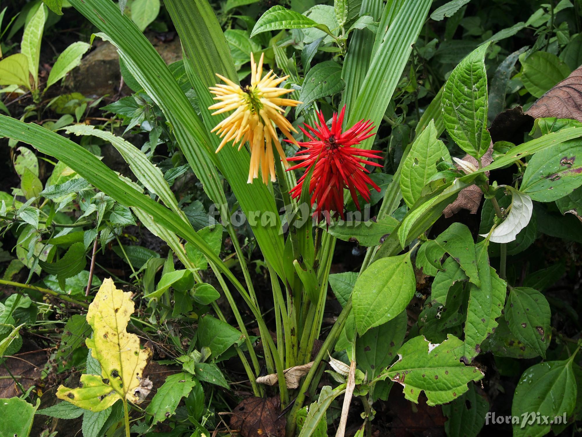 Pitcairnia reflexiflora