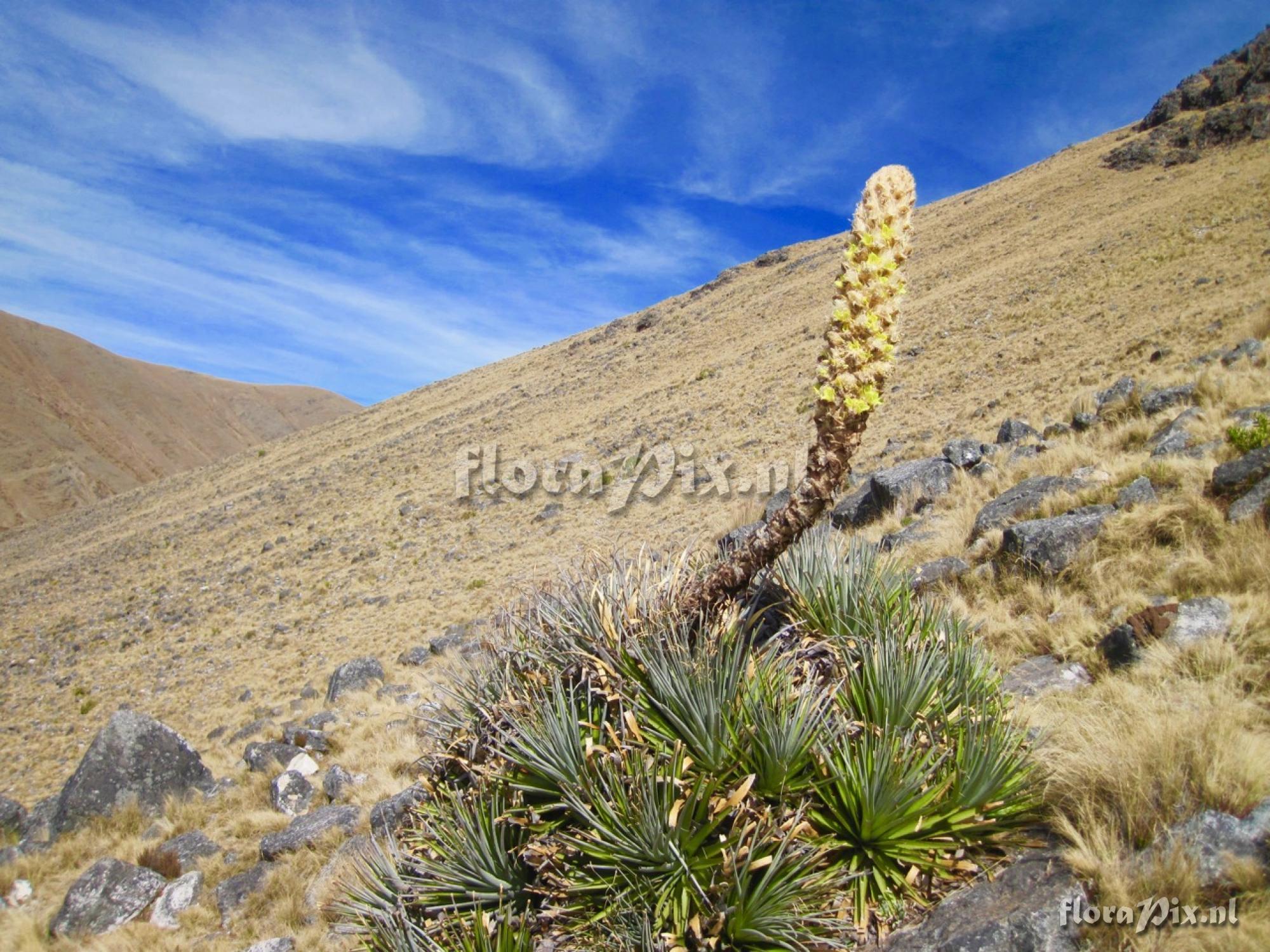 Puya yakespala