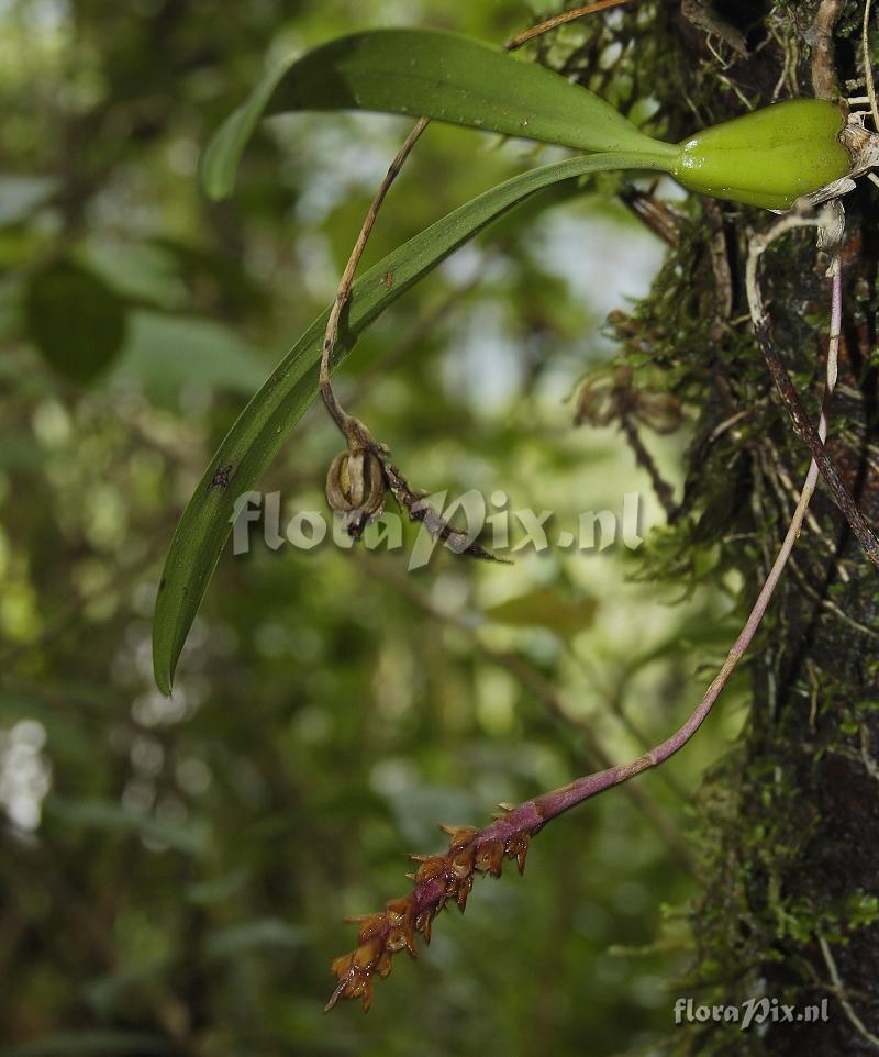 Bulbophyllum densum