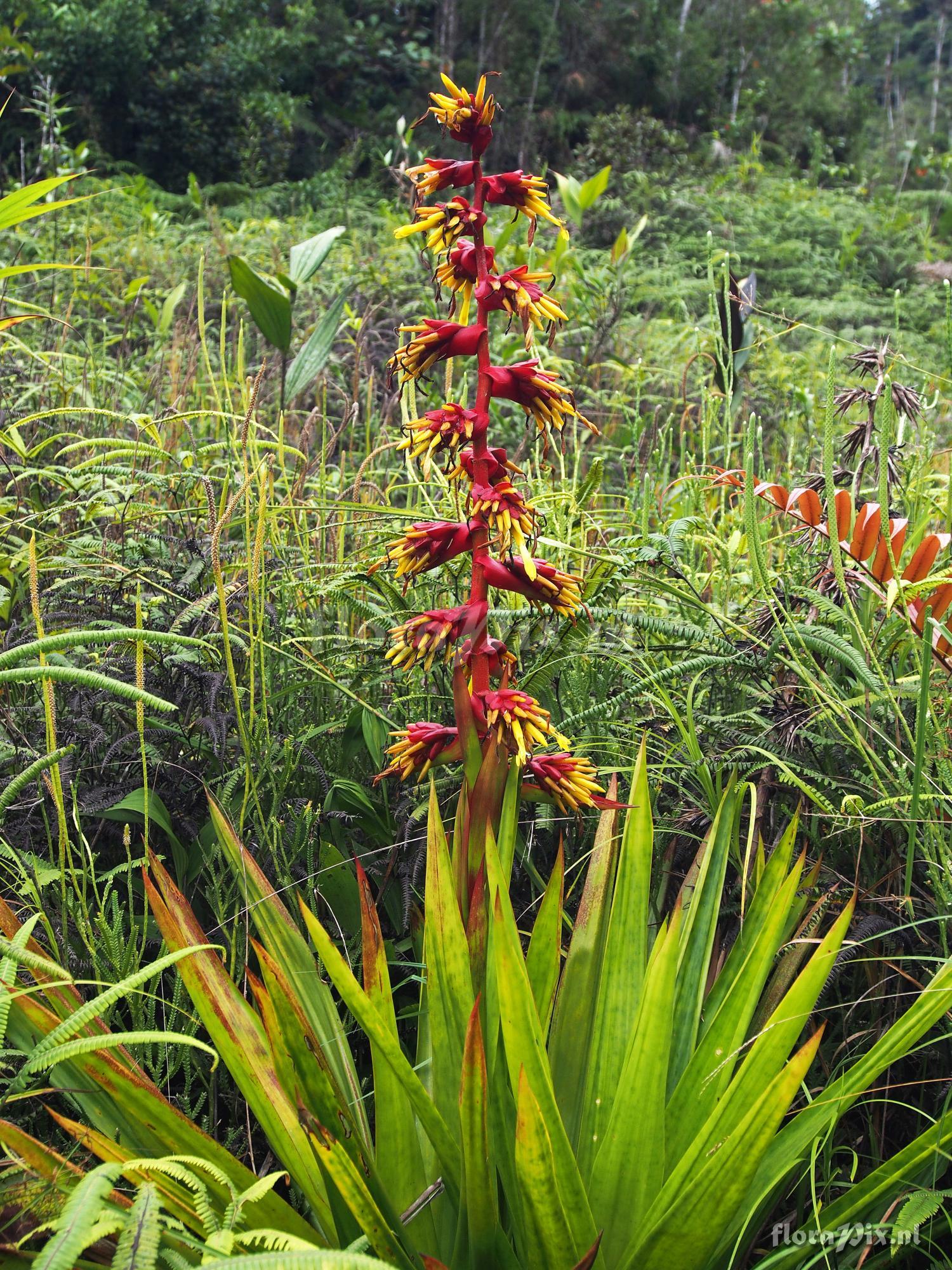 Guzmania garciaensis