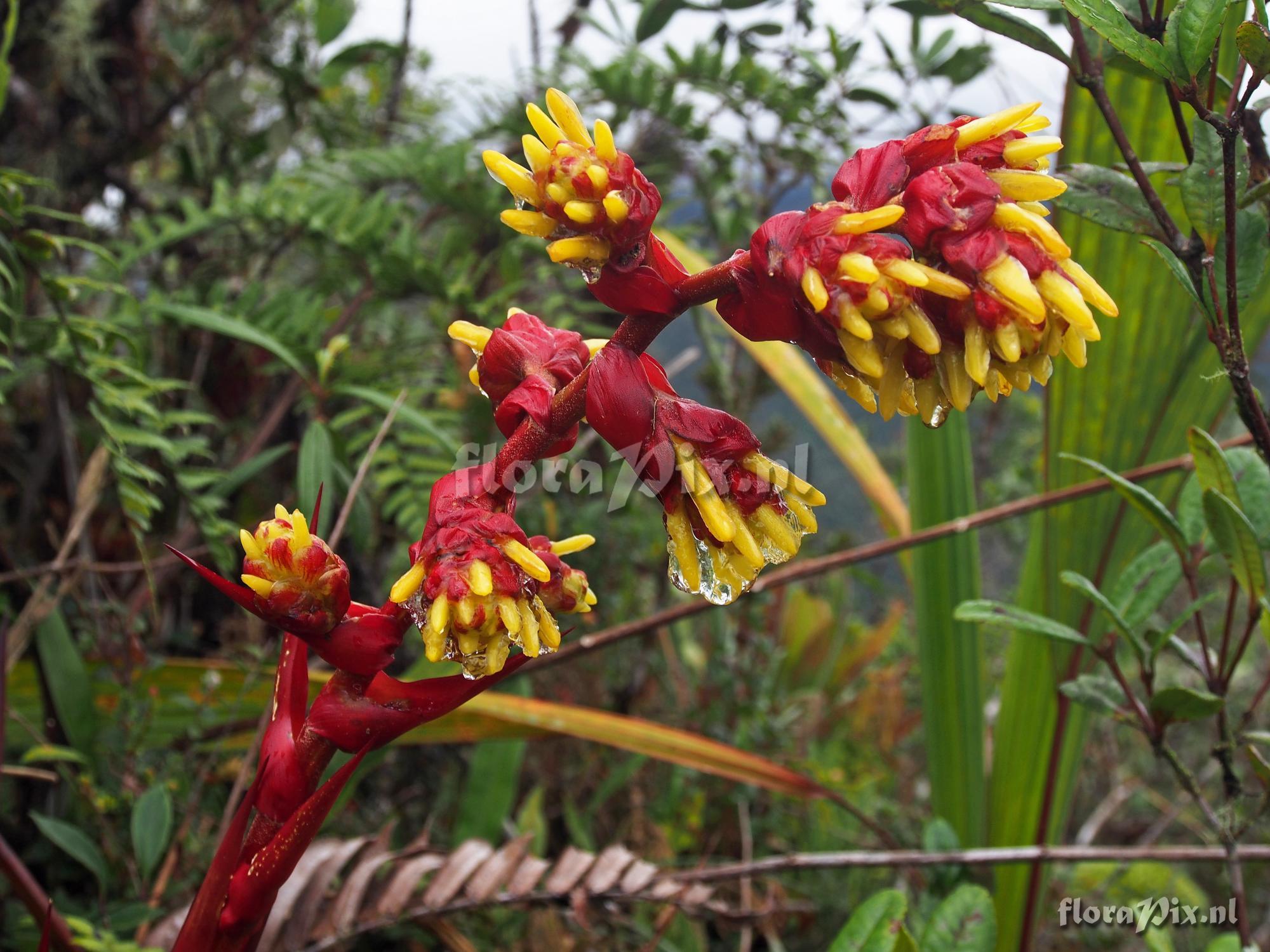 Guzmania garciaensis