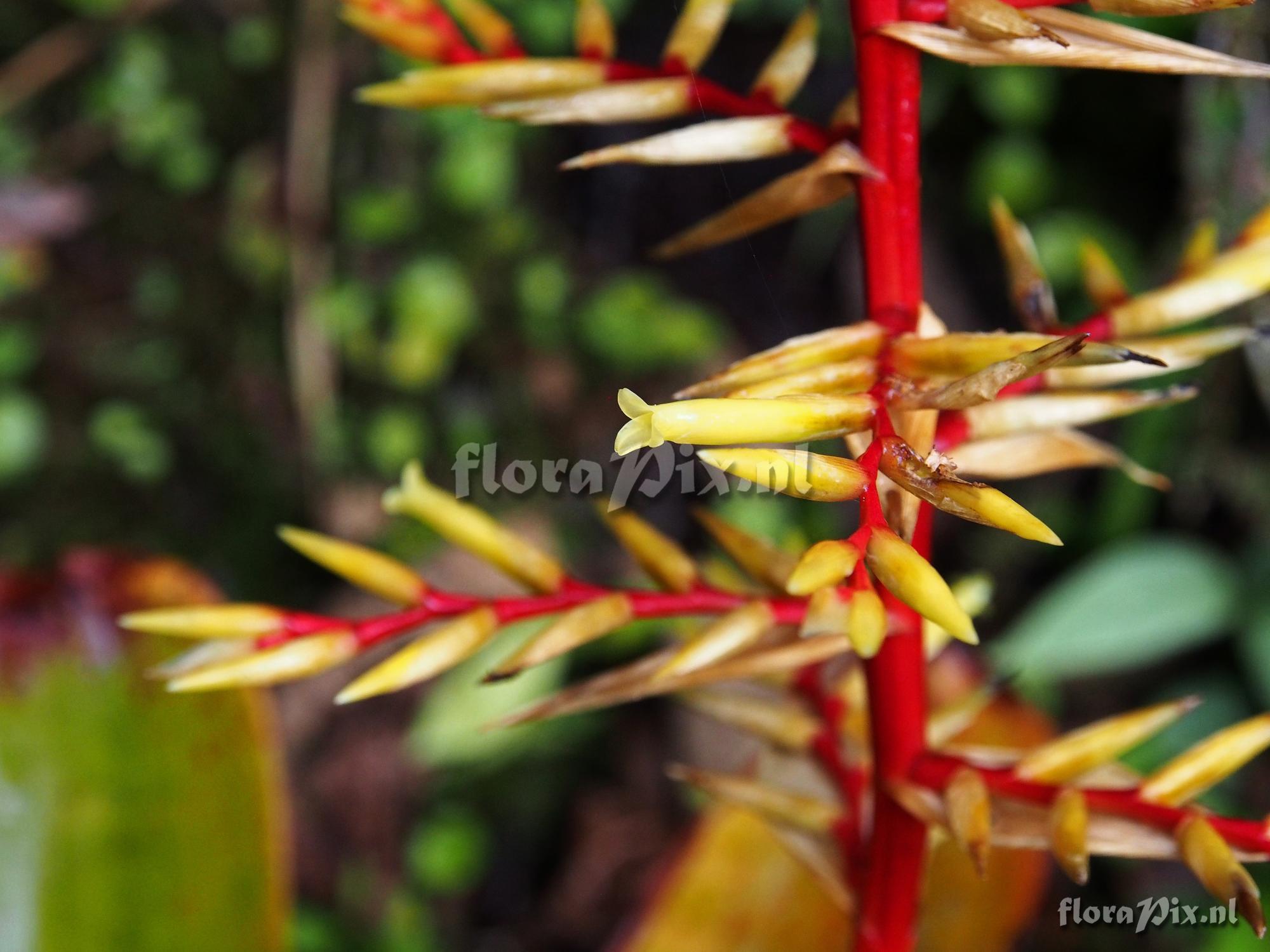 Josemania asplundii