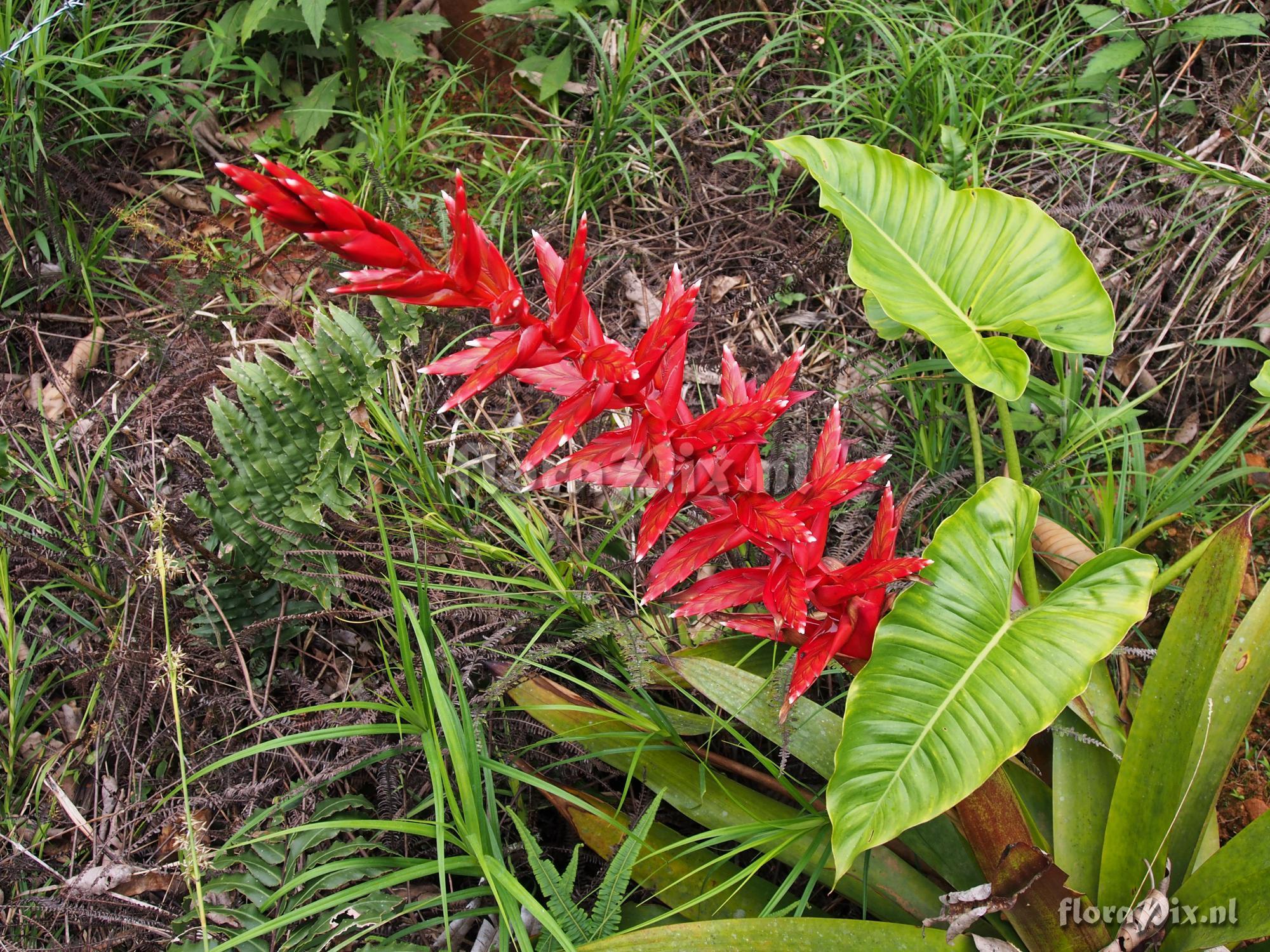 Tillandsia (Mezobromelia) schimperiana